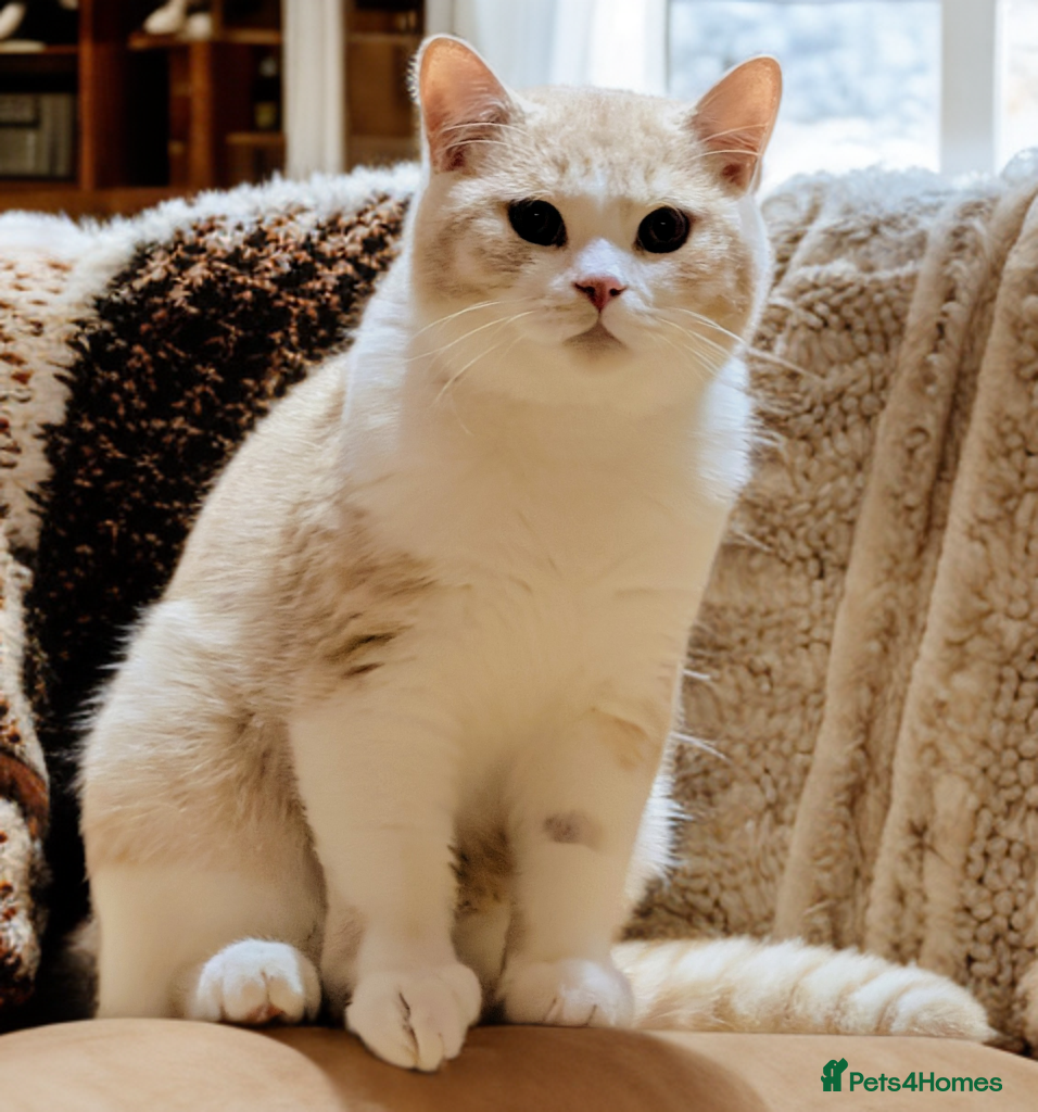 British Shorthair cats ❣️🐾Only One BSH Boy left😺🐾 - Advert 10