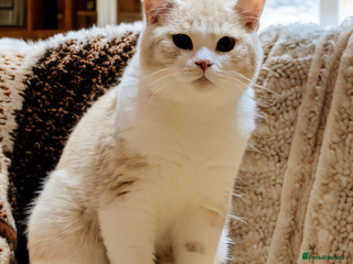 British Shorthair cats ❣️🐾Only One BSH Boy left😺🐾 - Advert 10