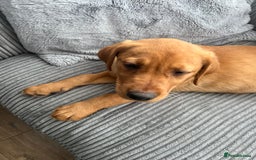 Labrador Retriever dogs for sale: Female lab  - Image 2