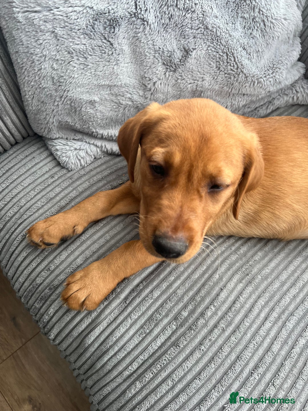 Labrador Retriever dogs for sale: Female lab  - Image 2