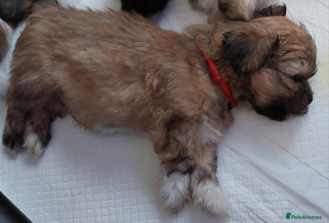 Lhasa Apso dogs for sale: KC REG LHASA APSO PUP(1 left) RED BOY) - Advert 3