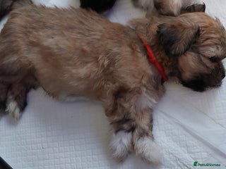 Lhasa Apso dogs KC REG LHASA APSO PUP(ONLY RED BOY NOW AVAILABLE) - Advert 16