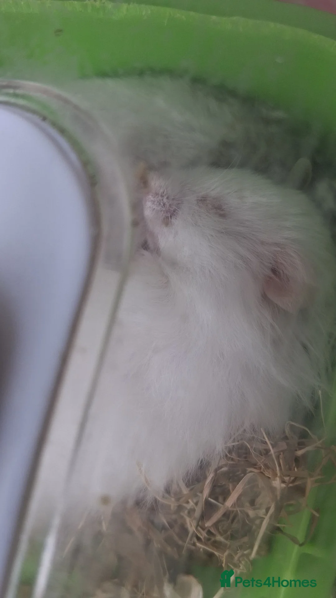 Hamster rodents for sale: Baby syrian hamsters - Advert 4