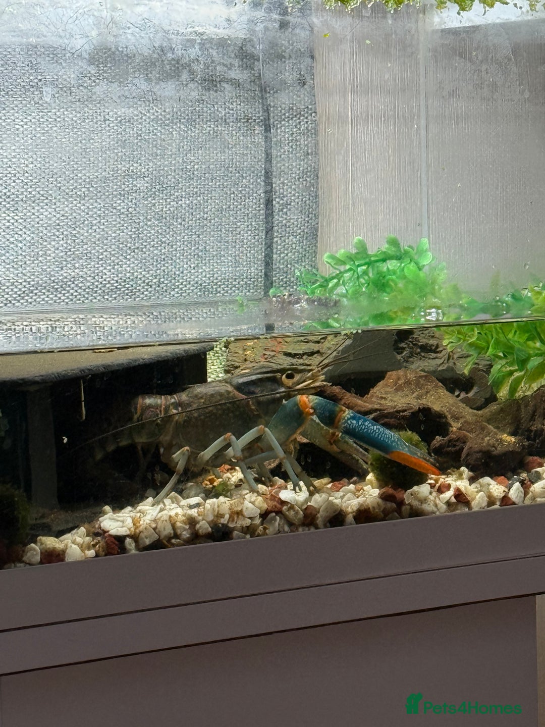 Lobsters fish for sale: Red claw lobster  - Advert 4