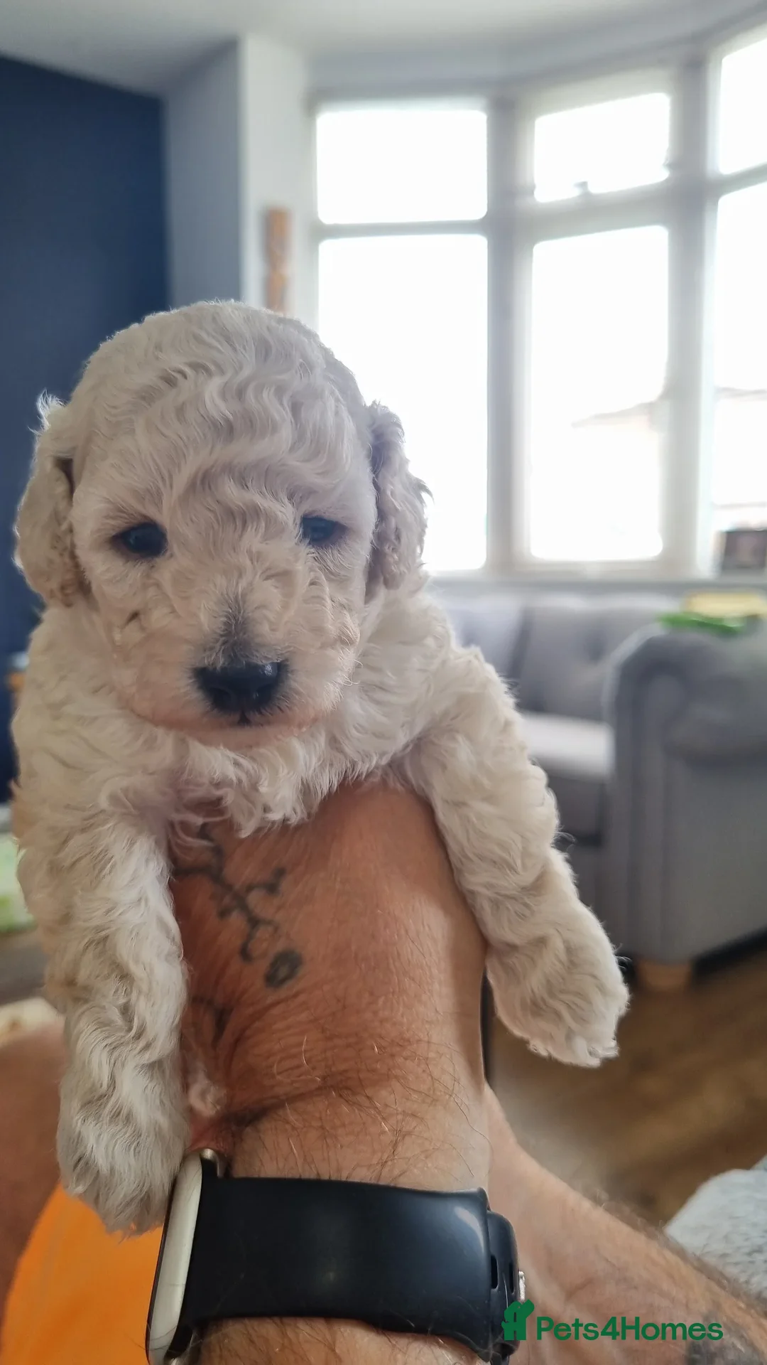 Toy Poodle dogs for sale: Two Toy poodle boys - Image 1