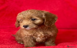 Cockapoo dogs for sale: Adorable cockapoo pups - Image 4