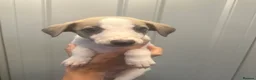 Whippet dogs for sale: KC reg whippets  - Advert 22