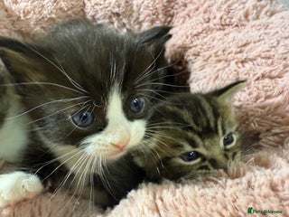 Mixed Breed cats Beautiful Ragdoll mixed kittens for Sale - Advert 13