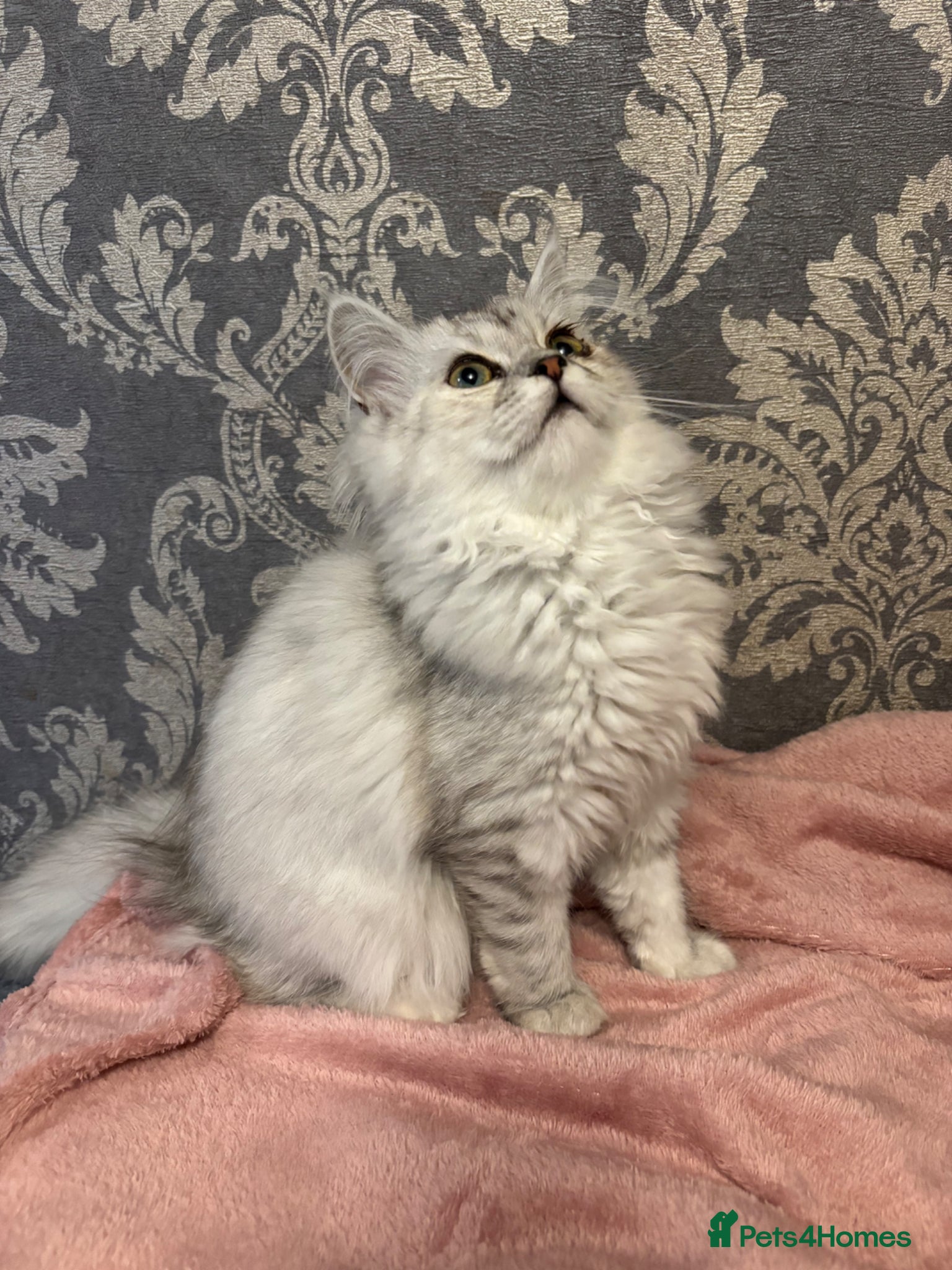 Mixed Breed cats 2 female silver tipped Persian X ragdoll kittens  - Advert 4