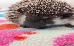 Pygmy Hedgehog rodents for sale: Beautiful Baby Hoglets Ready Now - Image 3