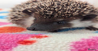 Pygmy Hedgehog rodents - Advert 5