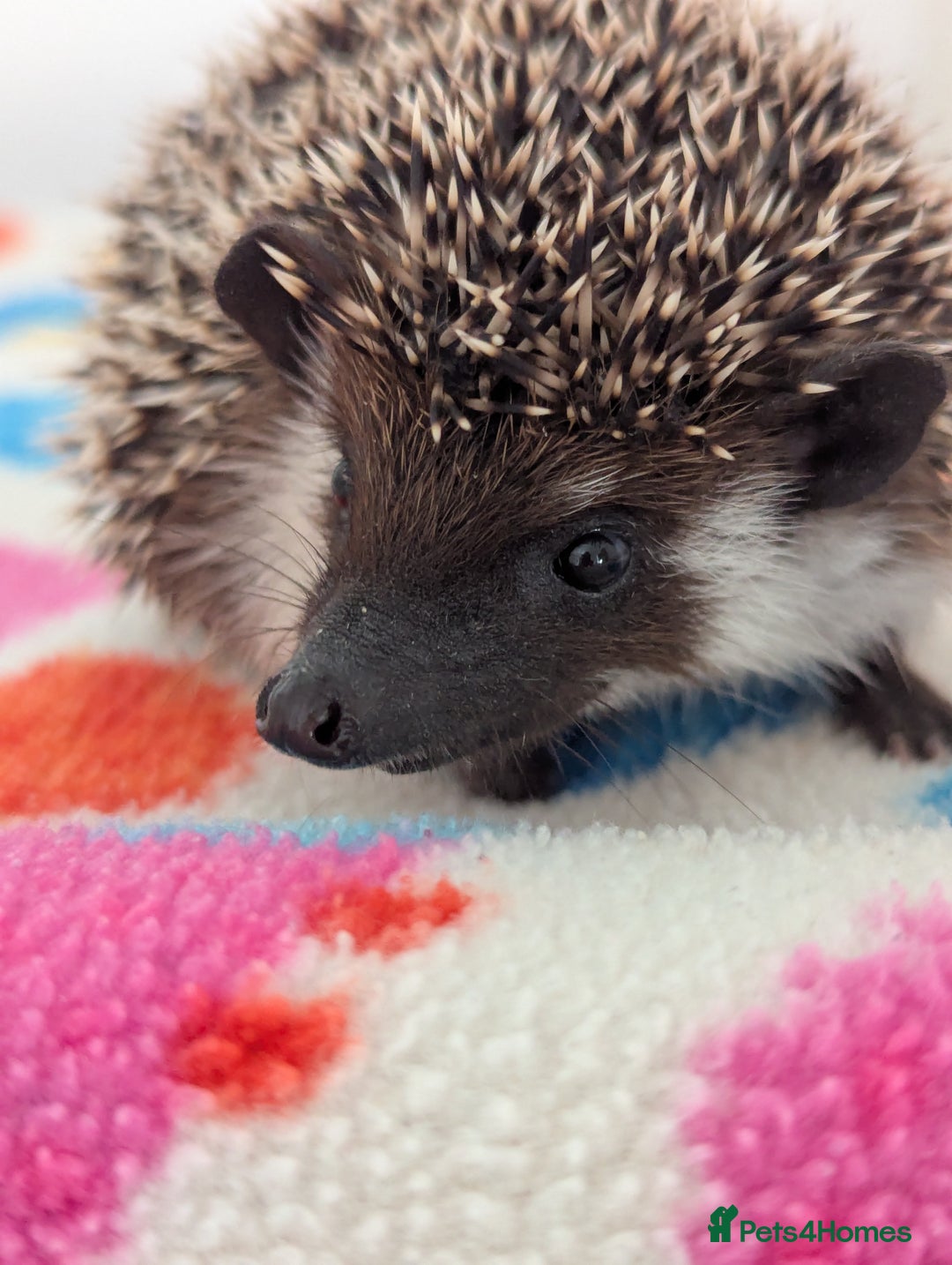 Pygmy Hedgehog rodents for sale: Beautiful Baby Hoglets Ready Now - Image 3