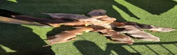 Miniature Dachshund dogs for sale: Minature dachshunds - Advert 1