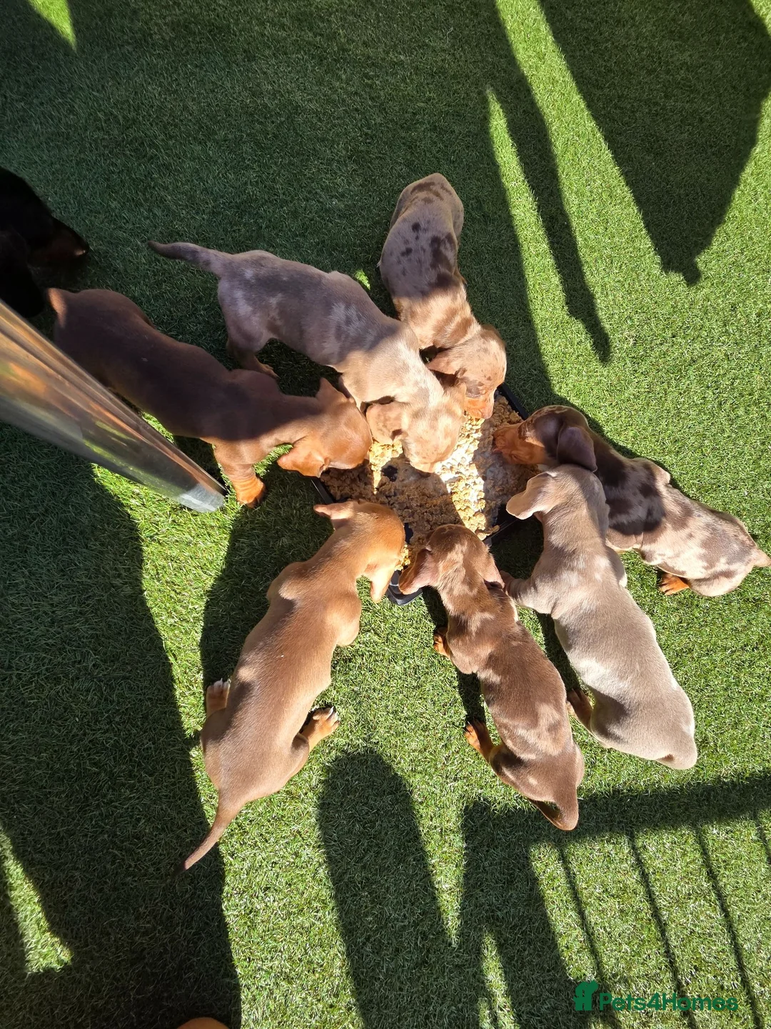 Miniature Dachshund dogs for sale: Minature dachshunds - Advert 1