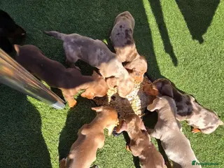Miniature Dachshund dogs Minature dachshunds - Advert 2