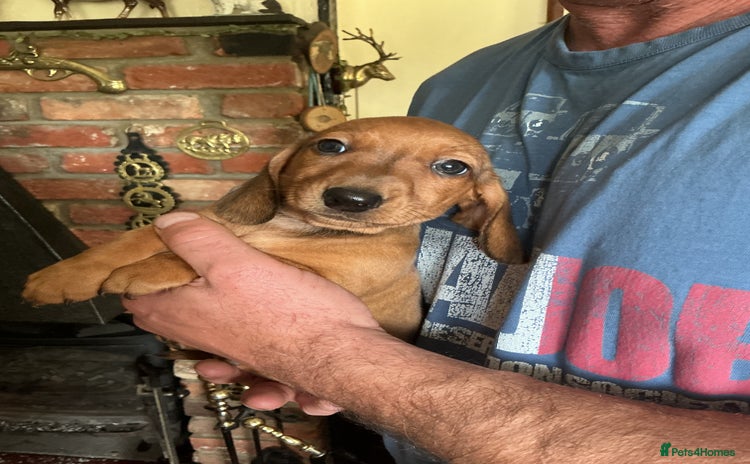 Dachshund dogs - Advert 3