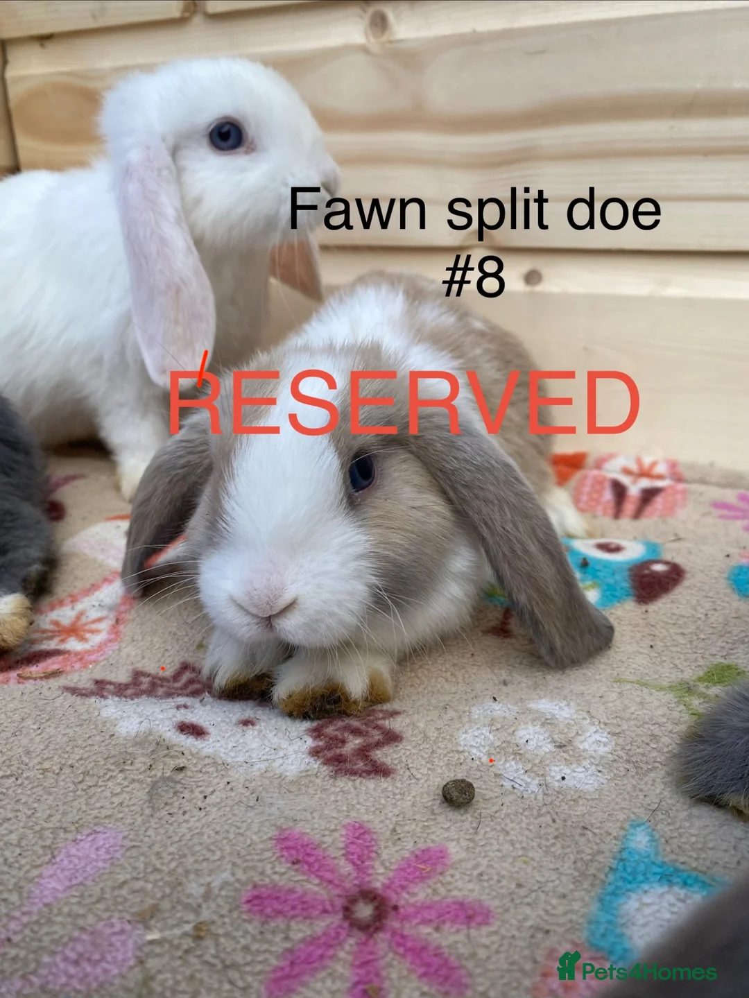 Mini Lop rabbits for sale: 8 minilops 7 girl and 1 boy - Advert 9