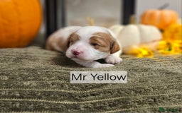 Cavapoo dogs for sale: **1 Left** F1 Health tested Cavapoo's - Image 7
