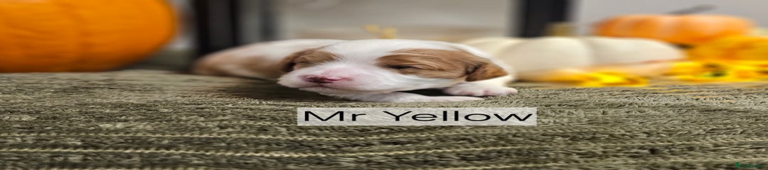 Mr Yellow