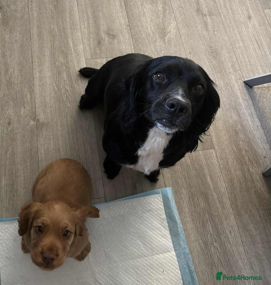 Cocker Spaniel dogs for sale: Pick of litter - Image 2