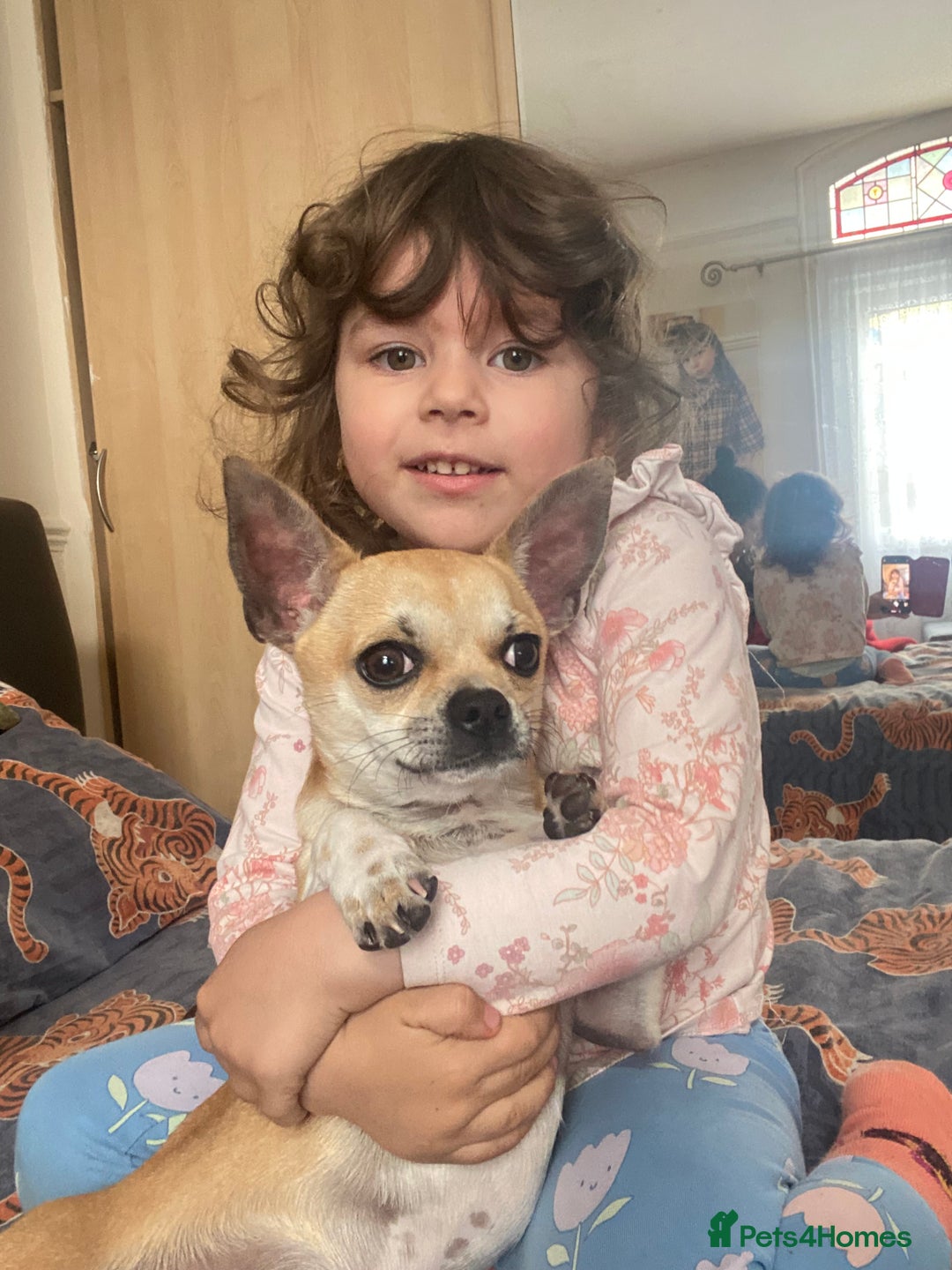 Chihuahua dogs for sale: Chihuahua puppy - Image 1