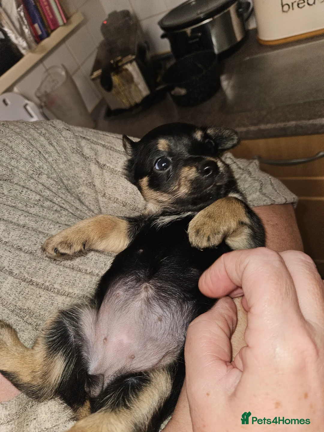 Jack Russell dogs for sale: Jack russle puppies  - Advert 23