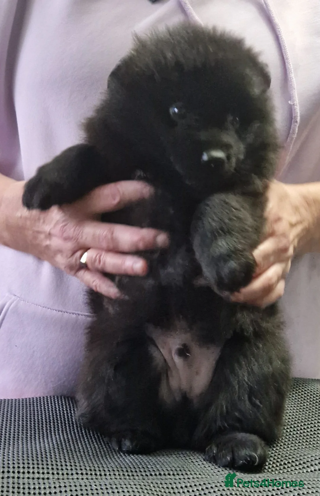 German Spitz dogs for sale: German spitz Mittel - Advert 15