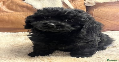 Cavapoo dogs - Advert 3