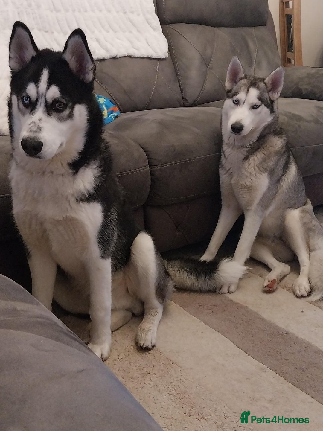 Siberian Husky dogs for sale: Pure siberian Huskies  - Image 4