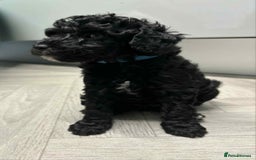 Mixed Breed dogs for sale: Stunning miniature poodle puppies  - Image 2