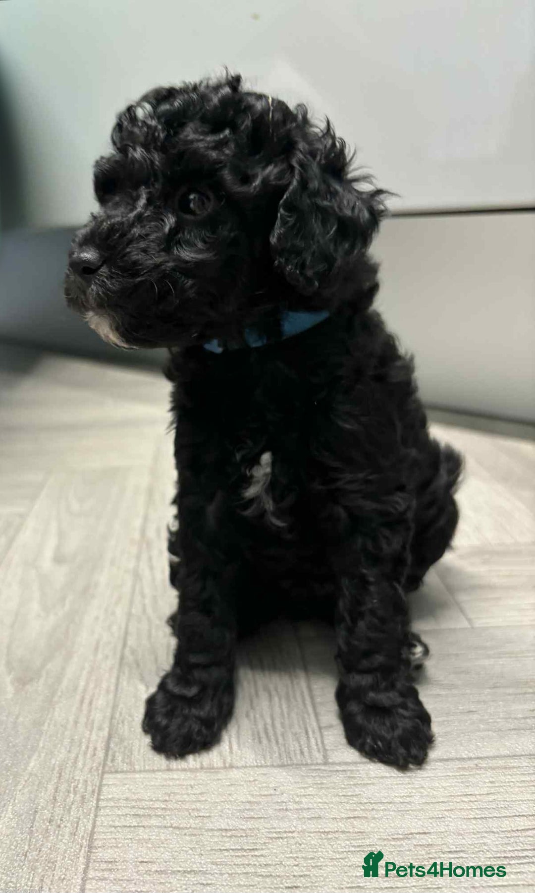 Mixed Breed dogs for sale: Stunning miniature poodle puppies  - Image 2