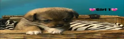 Chiweenie dogs for sale: 🐶 Gorgeous Litter of Toy Chiweenies 🐶 in Okehampton - Advert 2