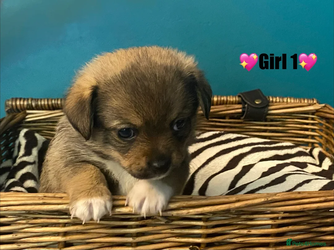 Chiweenie dogs for sale: 🐶 Gorgeous Litter of Toy Chiweenies 🐶 in Okehampton - Advert 2