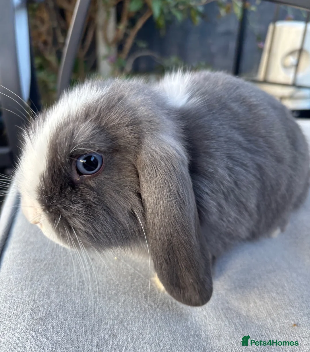 Mini Lop rabbits for sale: Mini lop Litter ready now 2 left rare boy - Advert 2
