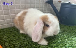 Mini Lop rabbits for sale: Mini lop baby bunnies - Ready now! - Image 12
