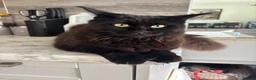 Maine Coon cats for sale: Tica Registered Stunning MaineCoon Kittens in Witney - Advert 17
