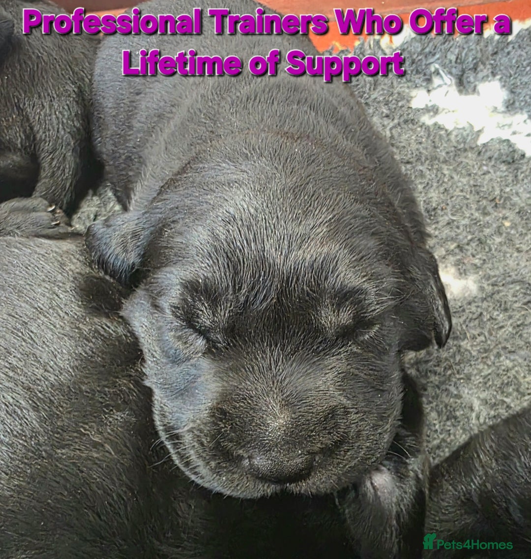 Labrador Retriever dogs for sale: Beautiful Black Labrador Puppies  - Advert 2