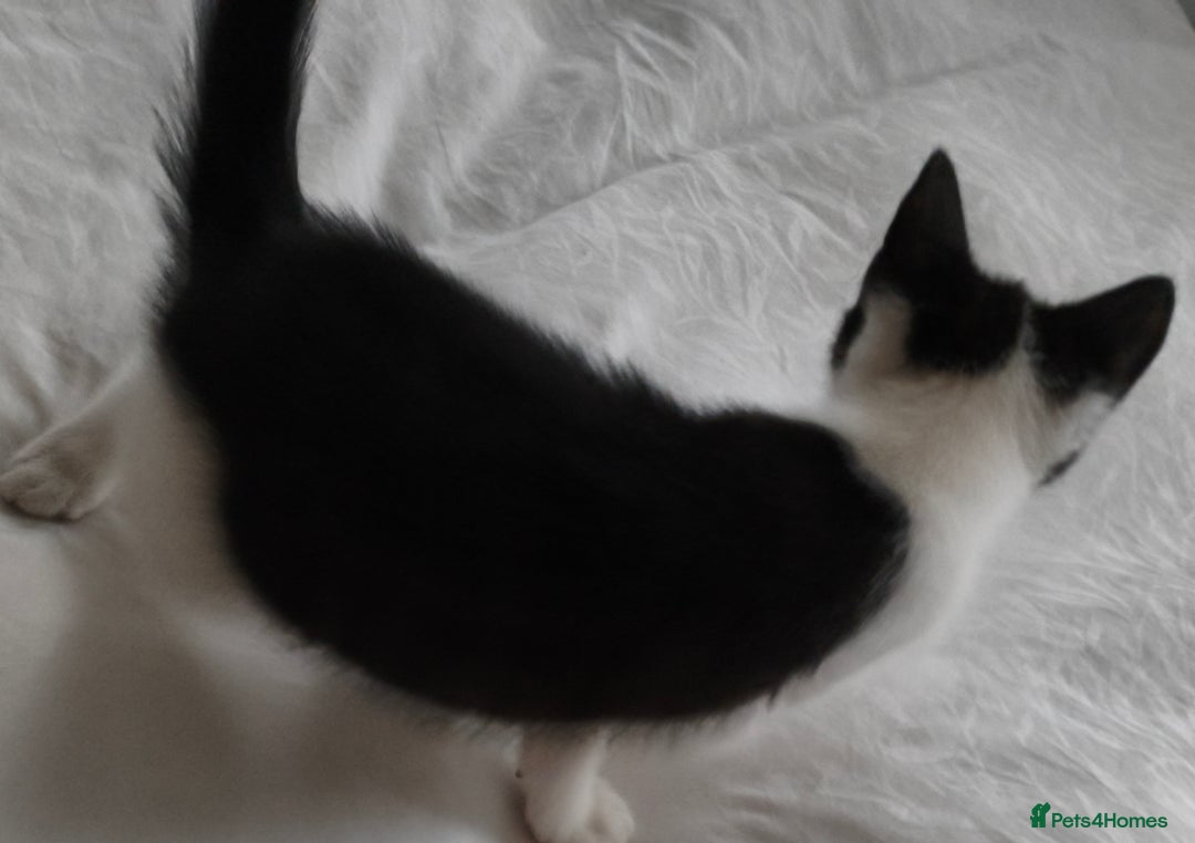 Tibetan cats for sale: Tabby white kittens looking for a lovely home - Advert 4