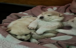 Siberian Husky dogs for sale: 3 fluffy chowski’s  - Advert 15