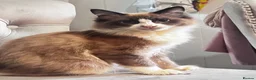 Ragdoll cats for sale: Ragdoll for sale in Blackburn, 5 months old - Advert 1