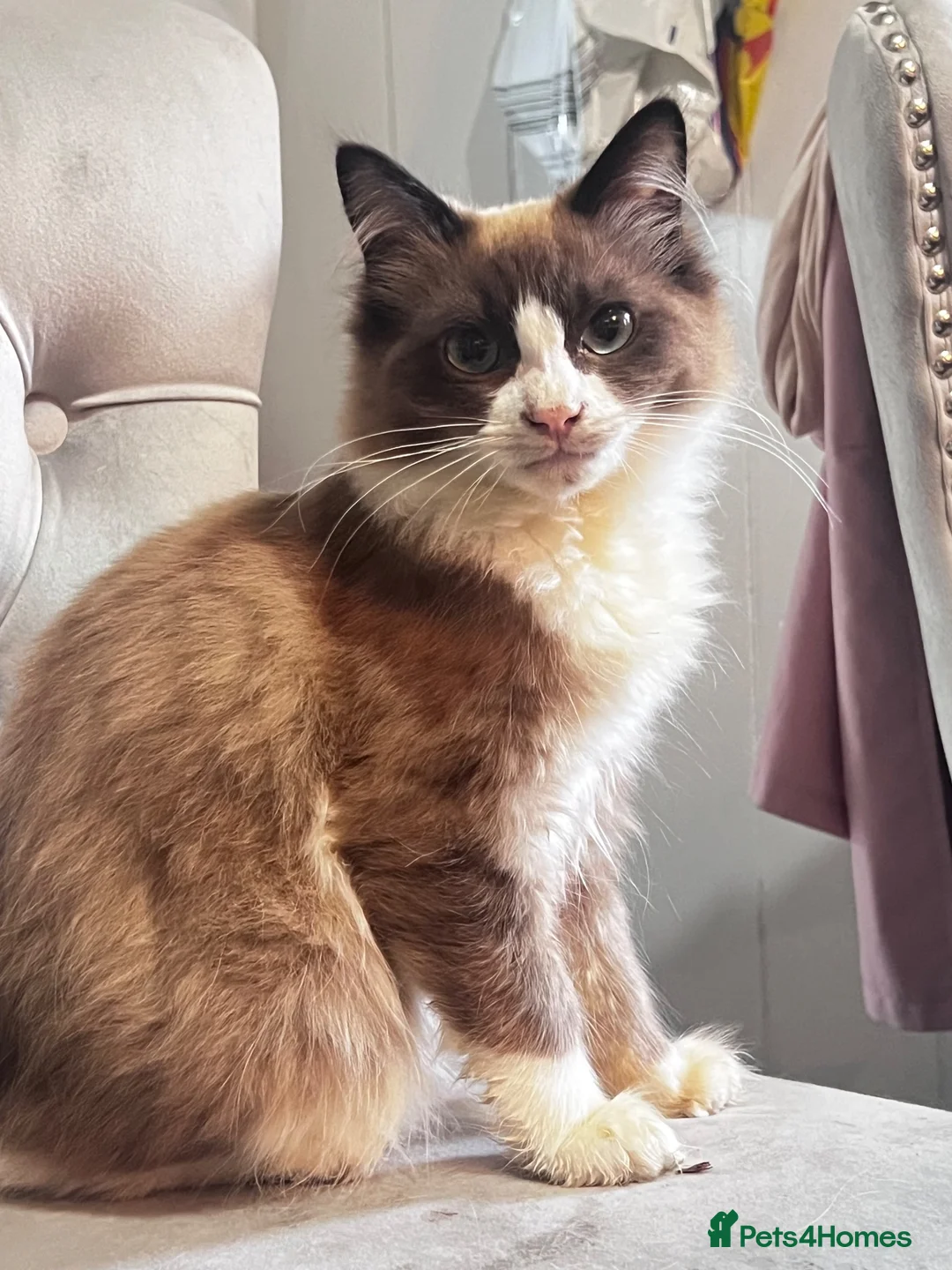 Ragdoll cats for sale: Ragdoll for sale in Blackburn, 5 months old - Advert 1