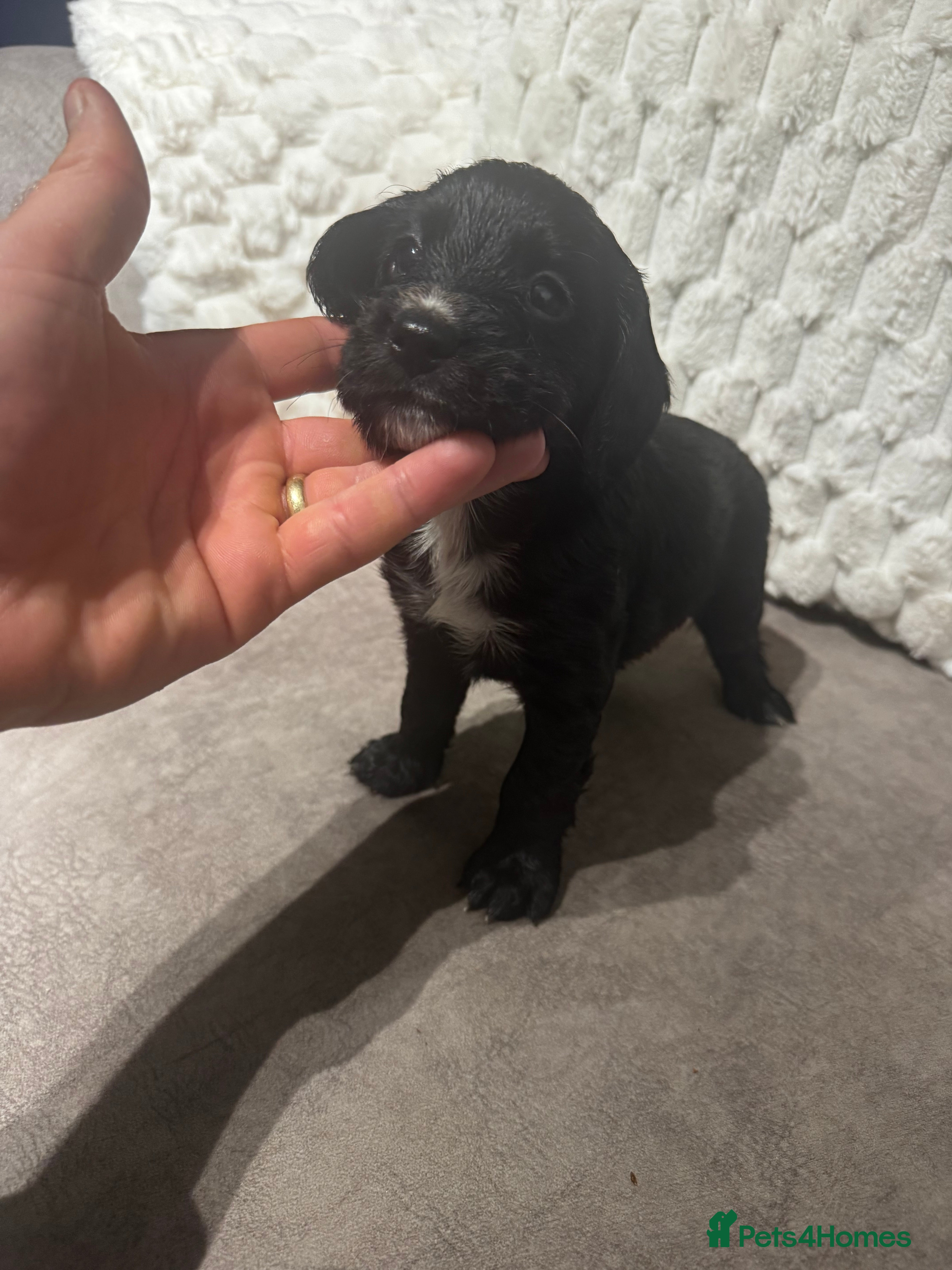 Cocker Spaniel dogs for sale: Stunning cocker spaniel puppies  - Advert 2