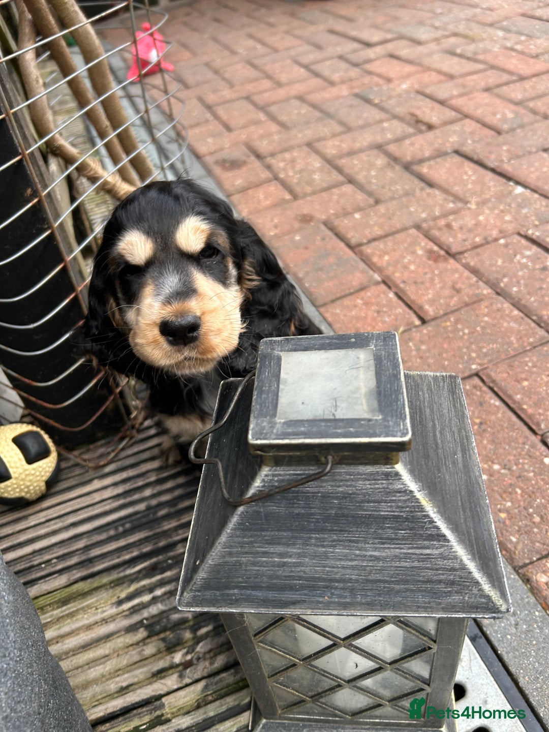 Cocker Spaniel dogs for sale: Sable cockerspaniel puppies - Image 27