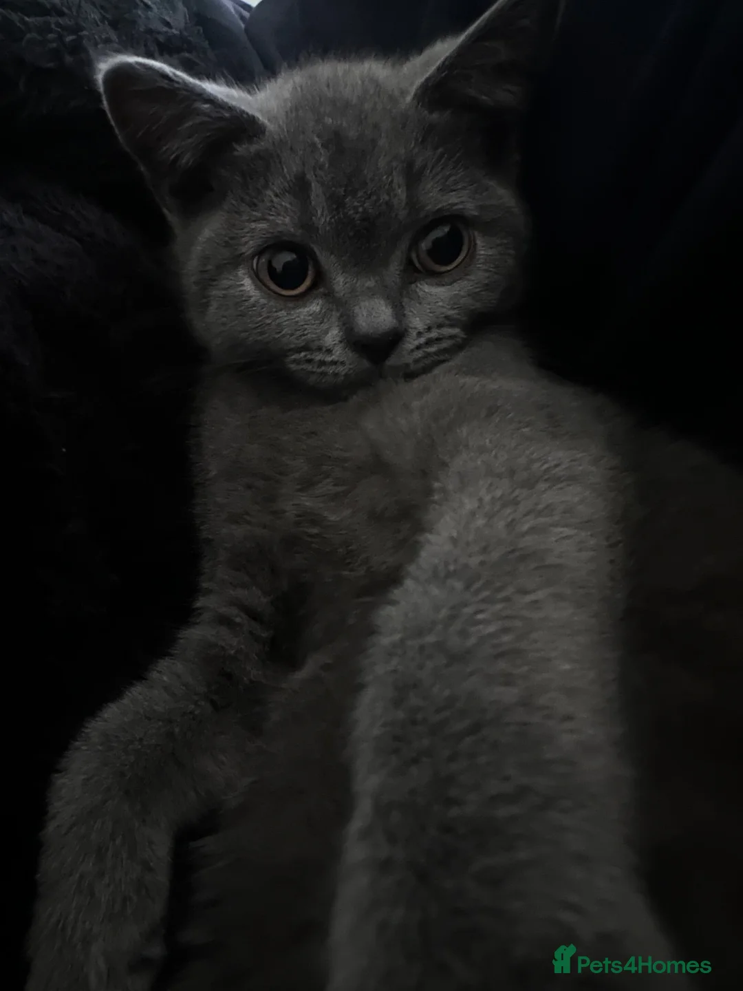 British Shorthair cats for sale: His name is Ares - Advert 3