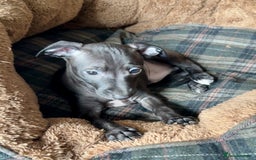 Italian Greyhound dogs for sale: Italian Greyhound Puppies from Champion Lines - Image 19