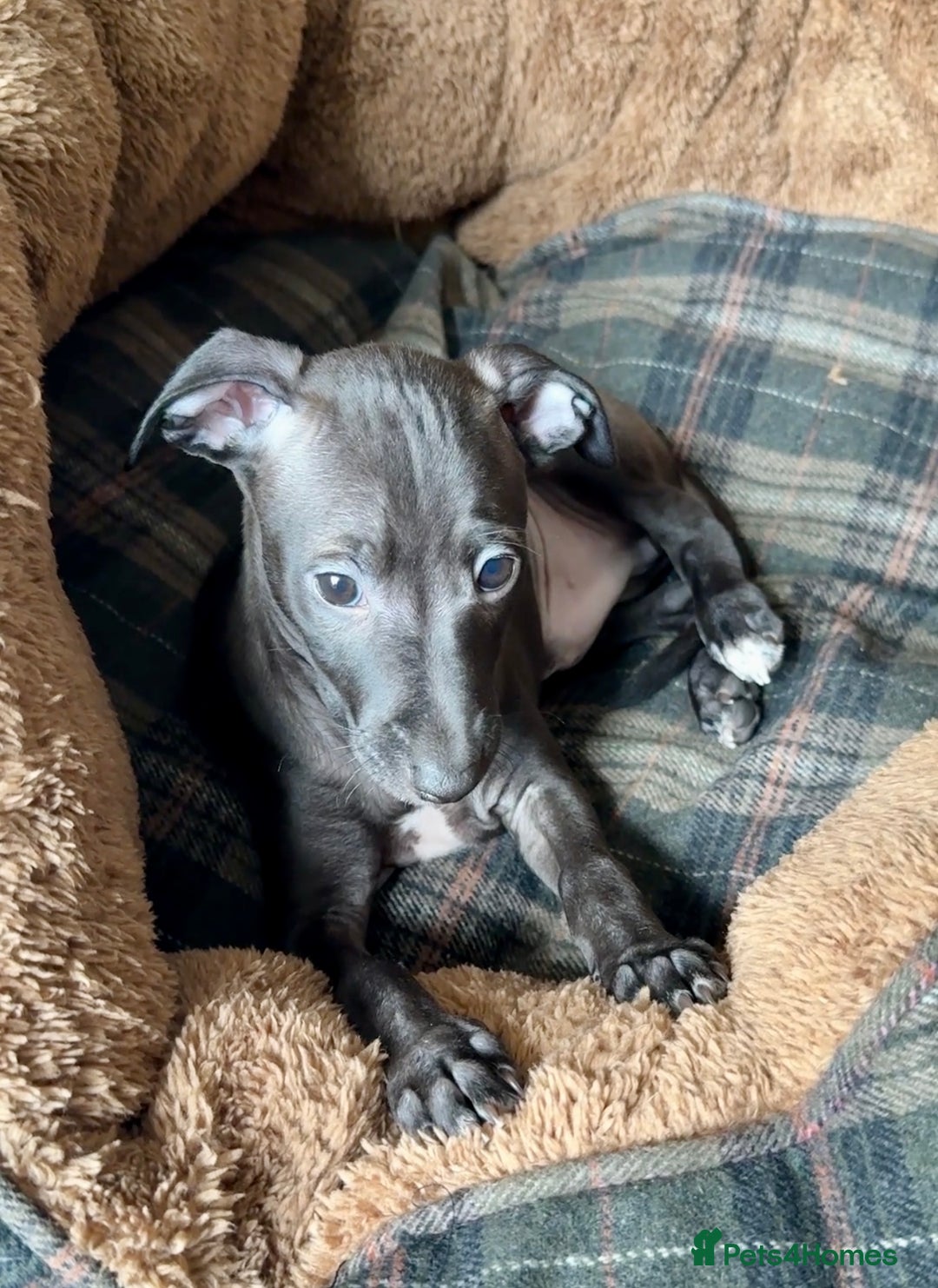 Italian Greyhound dogs for sale: Italian Greyhound Puppies from Champion Lines - Image 19