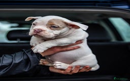 American Bully dogs for sale: Micro exotic bully’s  - Image 16