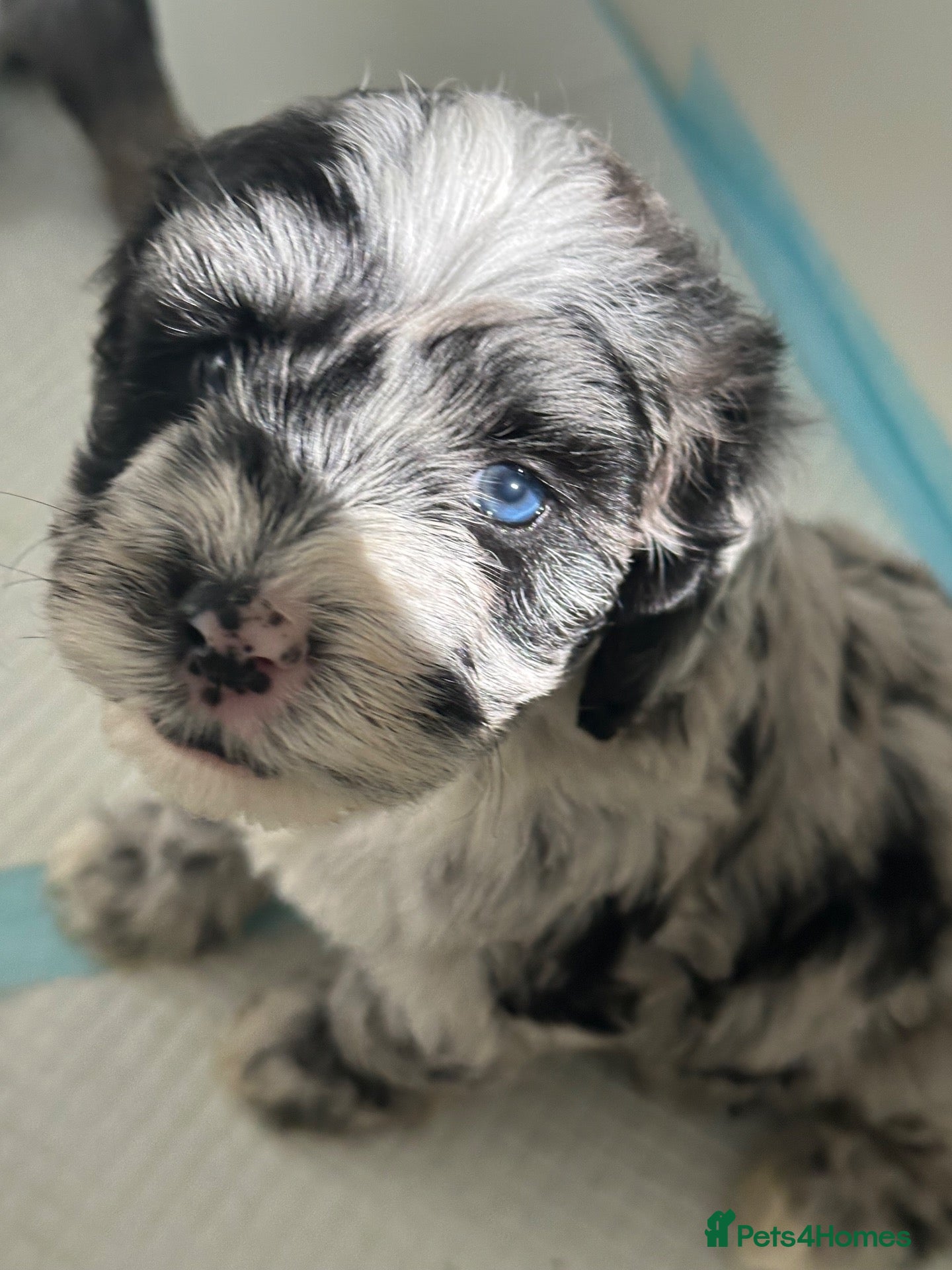 Sheepadoodle dogs Unique mini sheepadoodle mix - Advert 6
