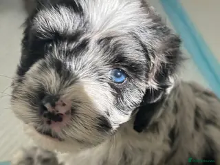 Sheepadoodle dogs Unique mini sheepadoodle mix - Advert 15