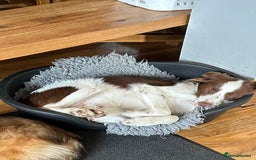 Border Collie dogs for sale: KC Reg Red Border Collie - Image 6